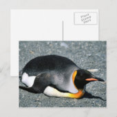 Carte Postale King Penguin sur la plage (Devant / Derrière)