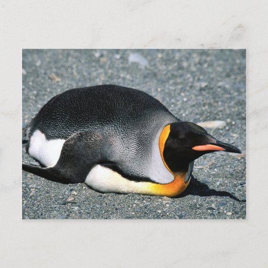 Carte Postale King Penguin sur la plage (Devant)