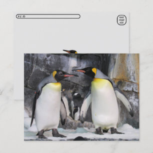 Carte postale King Penguins