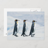Carte Postale King Penguins marchant dans un seul fichier (Devant / Derrière)