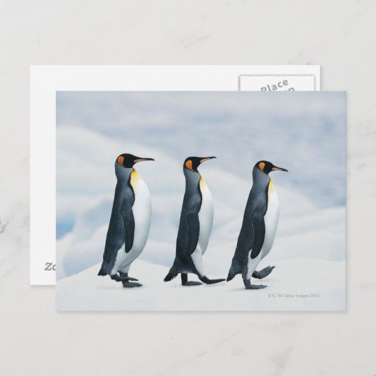 Carte Postale King Penguins marchant dans un seul fichier (Devant / Derrière)