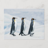 Carte Postale King Penguins marchant dans un seul fichier (Devant)
