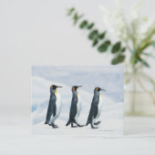Carte Postale King Penguins marchant dans un seul fichier (Debout devant)