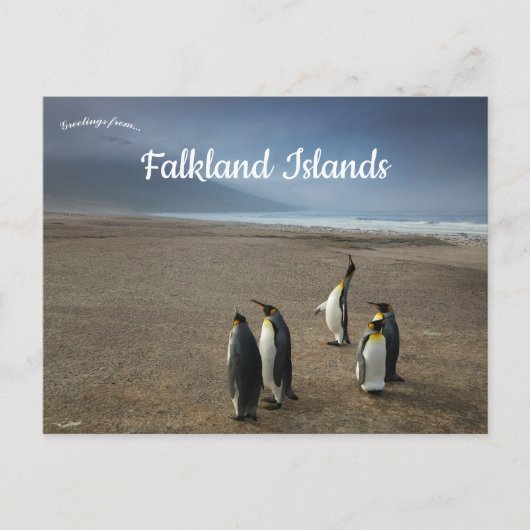 Carte Postale King Penguins on Falkland Islands (Devant)