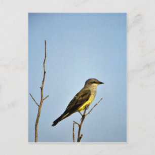 Carte Postale Kingbird de l'Ouest