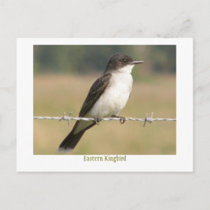 Carte Postale Kingbird oriental
