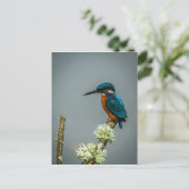 Carte postale Kingfisher (Debout devant)