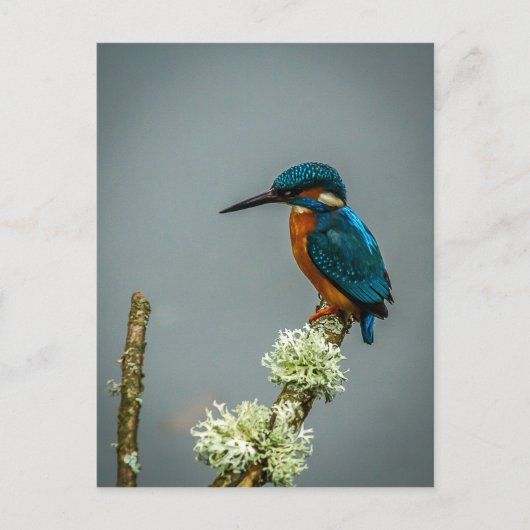 Carte postale Kingfisher (Devant)