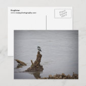 Carte Postale Kingfisher (Devant / Derrière)
