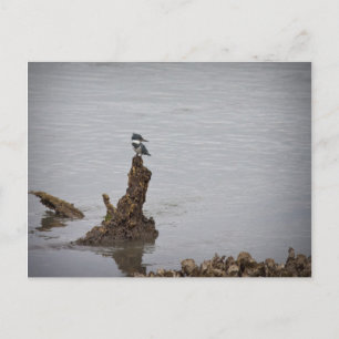 Carte Postale Kingfisher