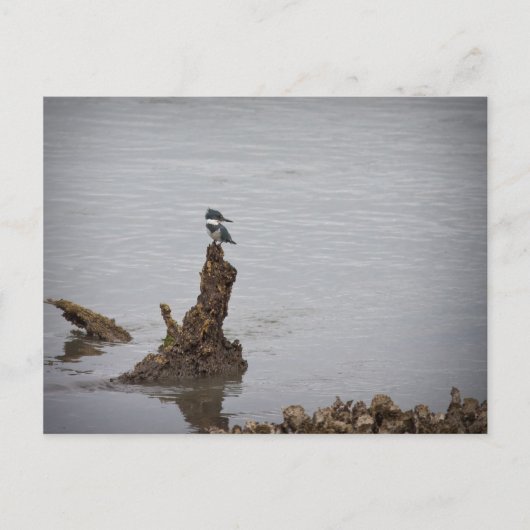 Carte Postale Kingfisher (Devant)