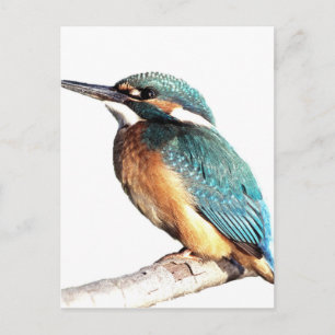 Carte Postale "Kingfisher"