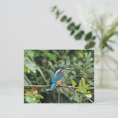 Carte postale Kingfisher (Debout devant)