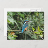 Carte postale Kingfisher (Devant / Derrière)