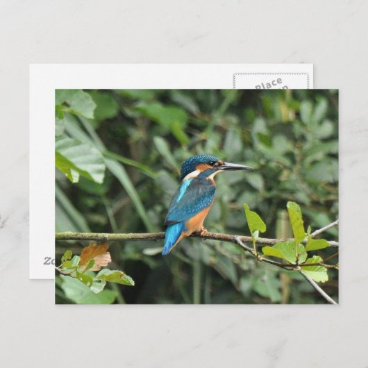 Carte postale Kingfisher (Devant / Derrière)