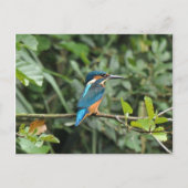 Carte postale Kingfisher (Devant)
