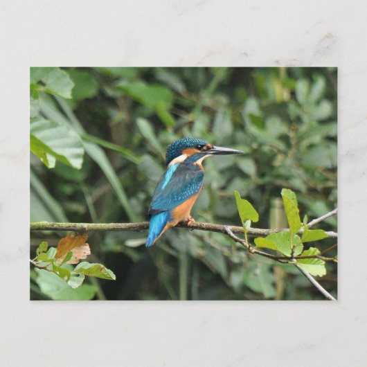 Carte postale Kingfisher (Devant)