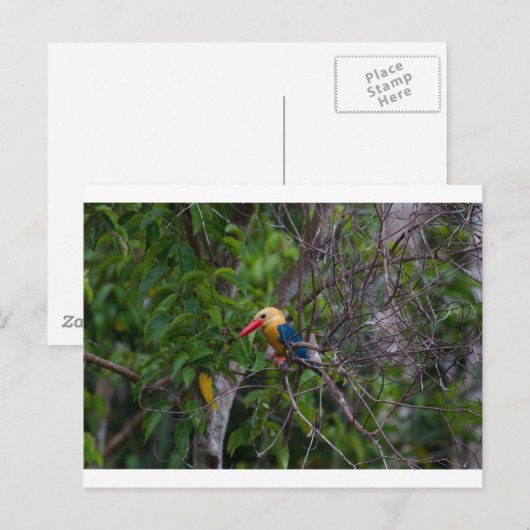 Carte Postale Kingfisher (Devant / Derrière)