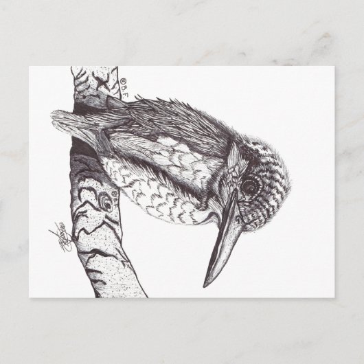 CARTE POSTALE KINGFISHER (Devant)