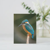 Carte Postale Kingfisher (Debout devant)
