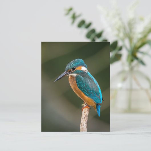 Carte Postale Kingfisher (Debout devant)