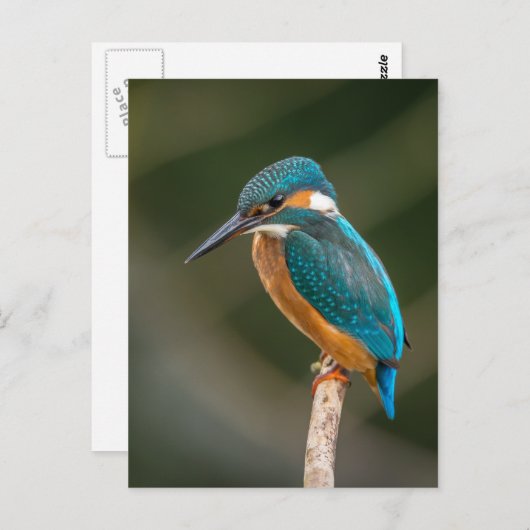 Carte Postale Kingfisher (Devant / Derrière)
