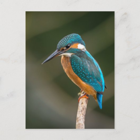 Carte Postale Kingfisher (Devant)