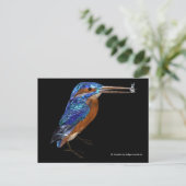 CARTE POSTALE KINGFISHER (Debout devant)