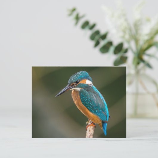 Carte Postale Kingfisher (Debout devant)