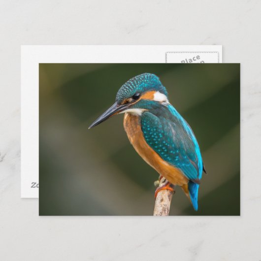 Carte Postale Kingfisher (Devant / Derrière)