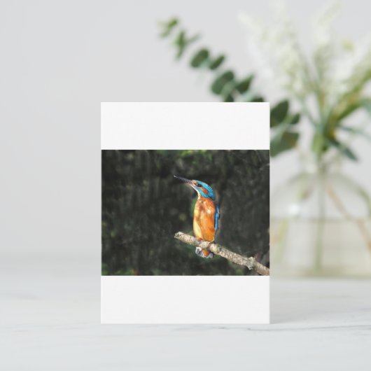 Carte Postale Kingfisher (Debout devant)