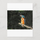 Carte Postale Kingfisher (Devant)
