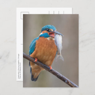 Carte Postale Kingfisher avec Prey Nature Photo