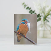 Carte Postale Kingfisher avec Prey Nature Photo (Debout devant)