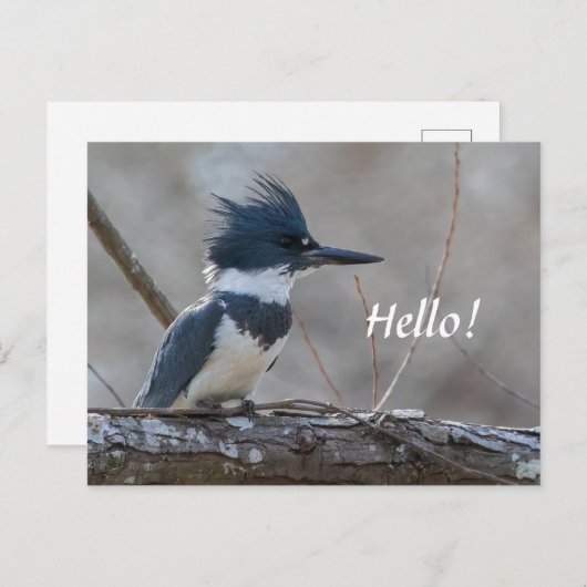Carte postale Kingfisher Beled (Devant / Derrière)