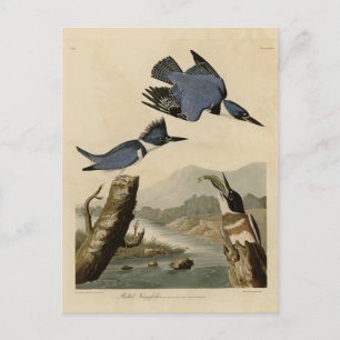 Carte Postale Kingfisher Belted des oiseaux d'Amérique d'Audubon