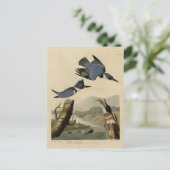 Carte Postale Kingfisher Belted des oiseaux d'Amérique d'Audubon (Debout devant)