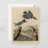 Carte Postale Kingfisher Belted des oiseaux d'Amérique d'Audubon (Devant / Derrière)