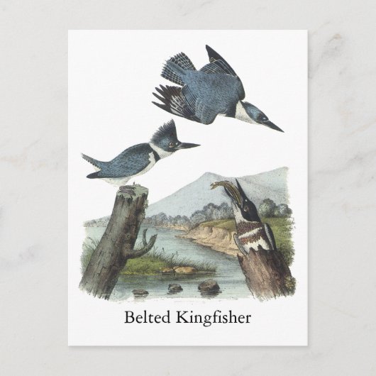 Carte Postale Kingfisher Belted, John Audubon (Devant)