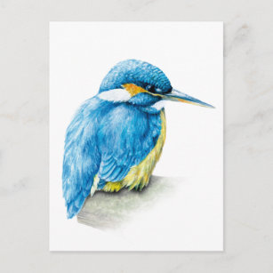 Carte postale Kingfisher fine art