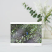 Carte Postale kingfisher.jpg (Debout devant)