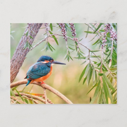 Carte Postale Kingfisher Perché sur la branche (Devant)