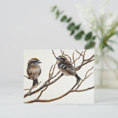 Carte Postale Kinglets à couronne dorée (mâle et femelle) (Debout devant)