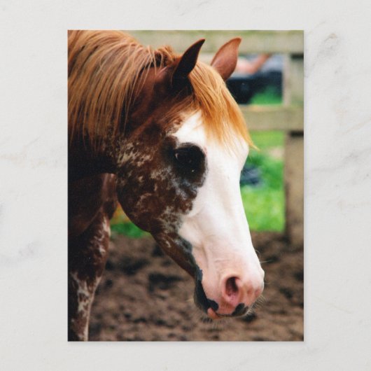 Carte Postale Kings Fancy Girl (Devant)
