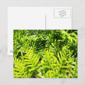 Carte postale King's Fern (Devant / Derrière)