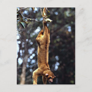 Carte Postale Kinkajou (Potos flavus)