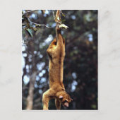 Carte Postale Kinkajou (Potos flavus) (Devant)