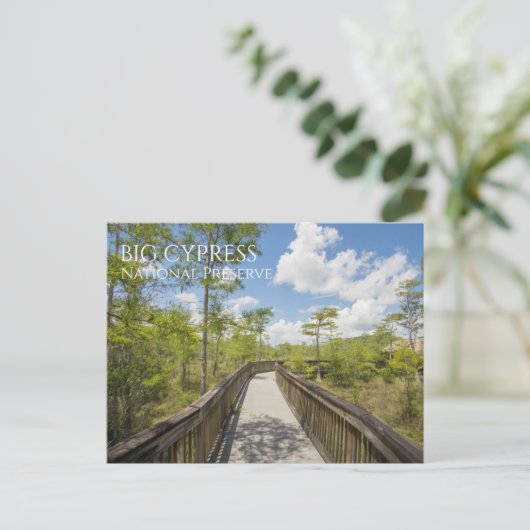 Carte Postale Kirby Storter Boardwalk, Big Cypress NP, Floride (Debout devant)
