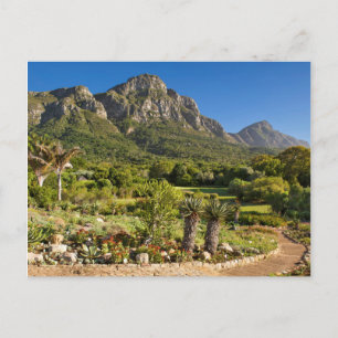 Carte Postale Kirstenbosch Botanic Gardens, Cape Town