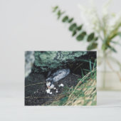 Carte Postale Kiska Island Sirius Point, Auklet tué par un rat (Debout devant)